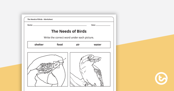 Thumbnail of The Needs of Birds – Worksheet - teaching resource
